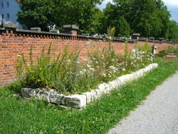 lang gezogenes,flache natursteinmauer mit Wildpflanzen wie Goldrute, Schierling