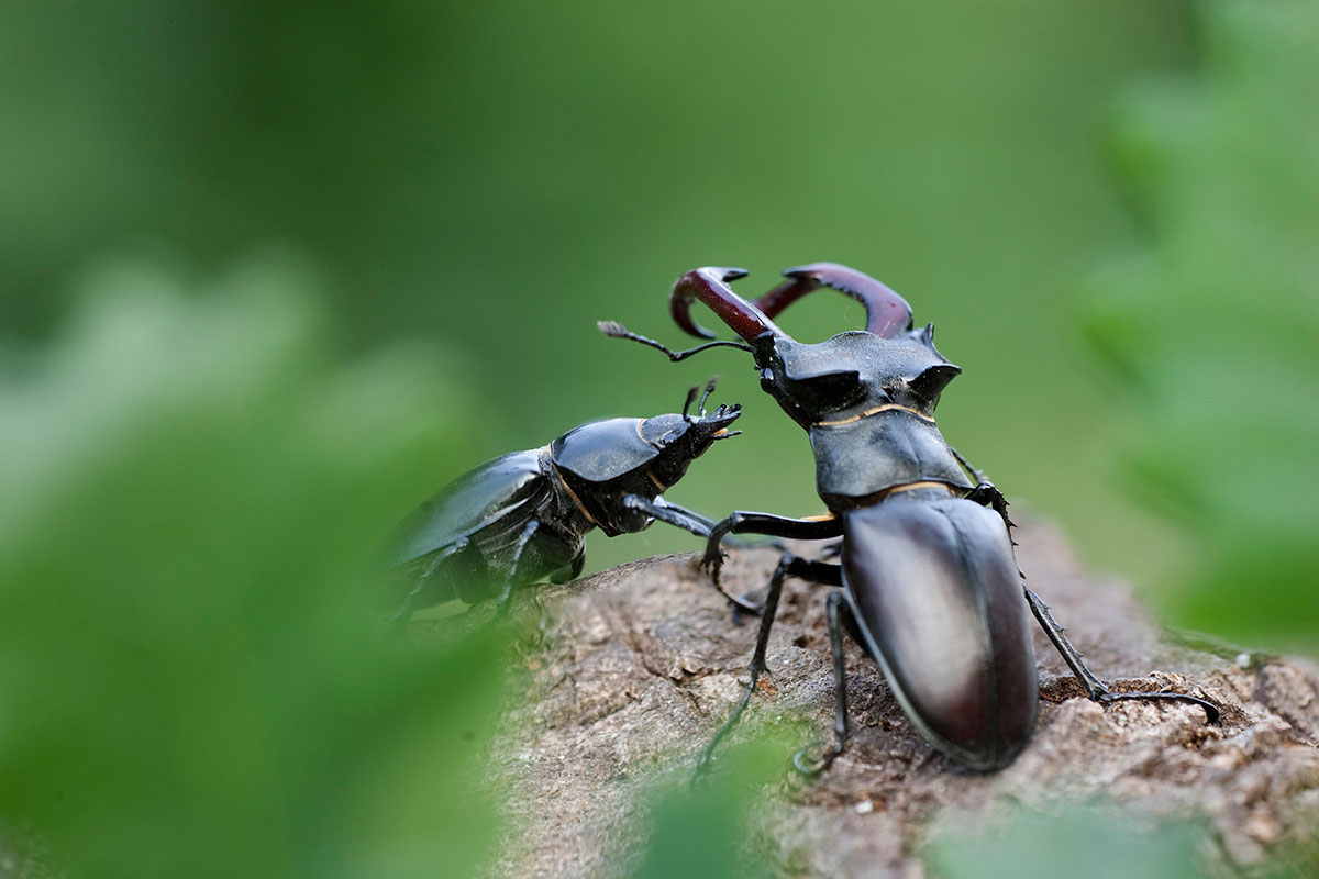 Hirschkäfer