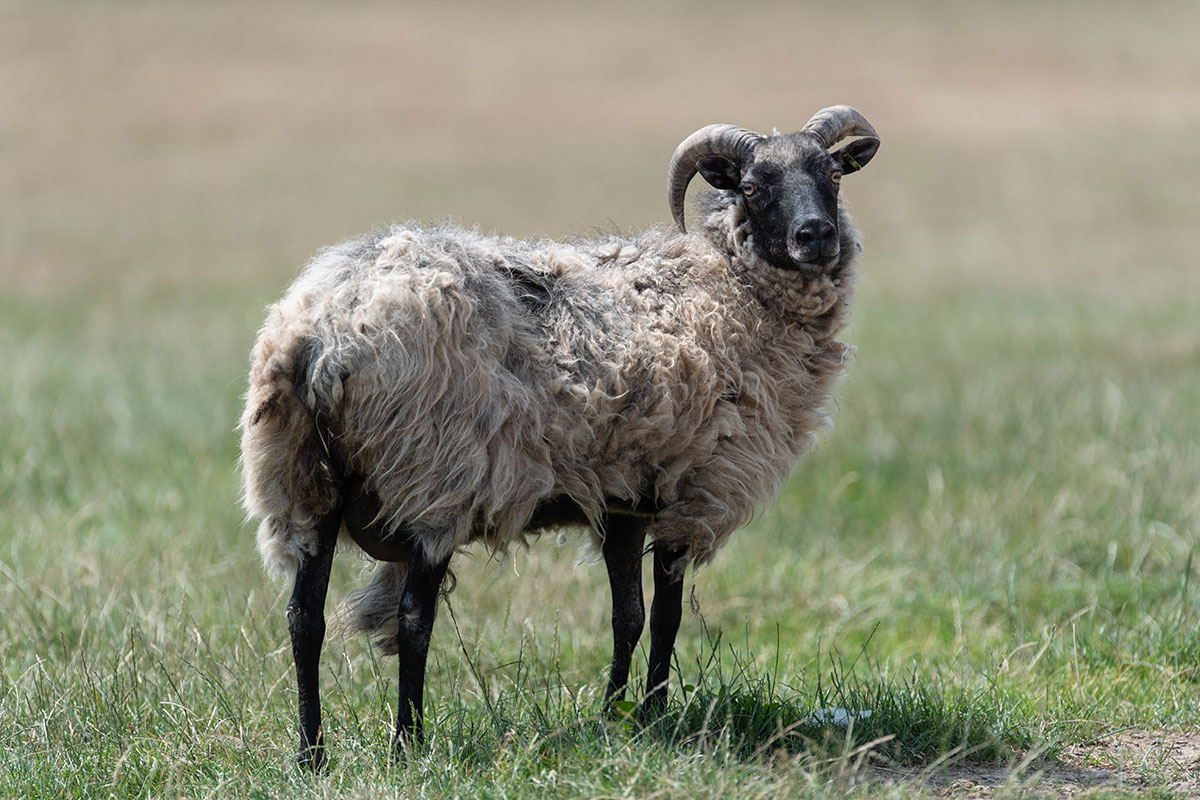 Heidschnuck (heathland) sheep