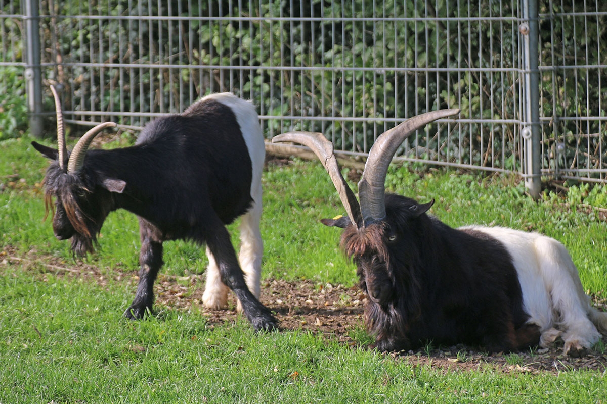 Valais blackneck goats