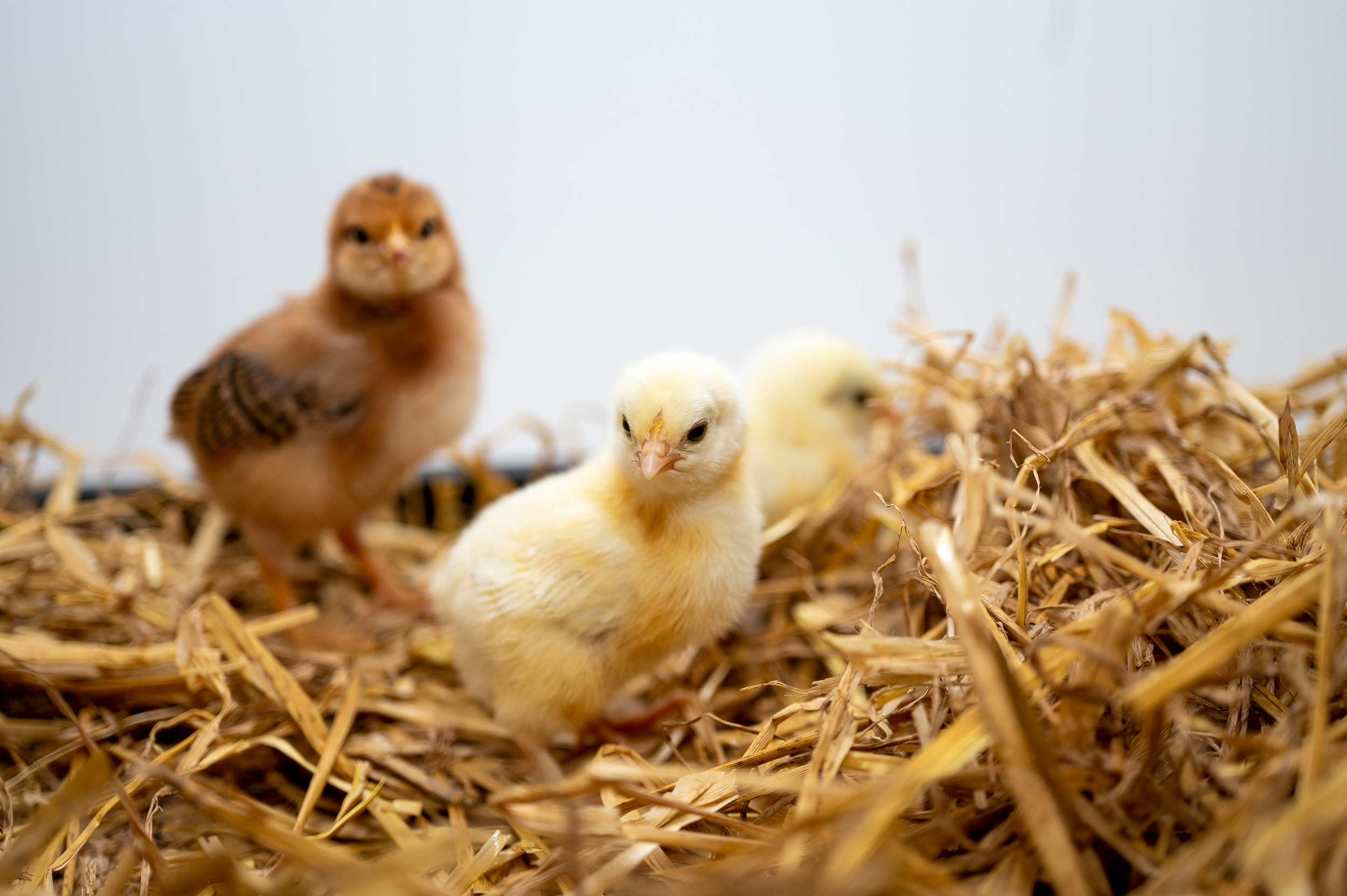 Curious chicks, photo: Patrick Seeger