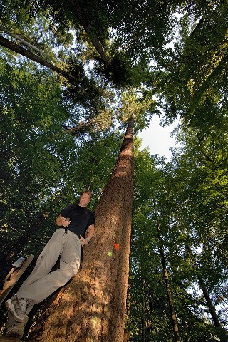 Der höchste Baum Deutschlands von unten fotografiert.
