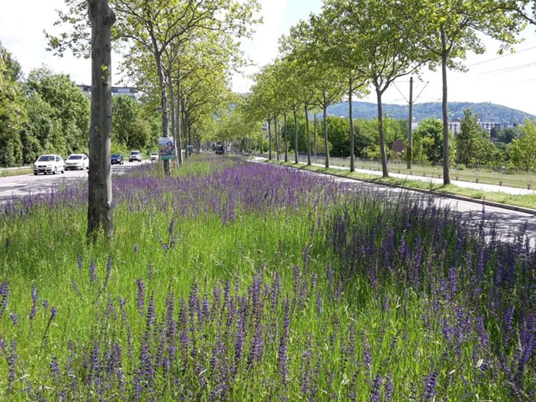 Violette Blumen im Straßenbegleitgrün an der Besançonallee