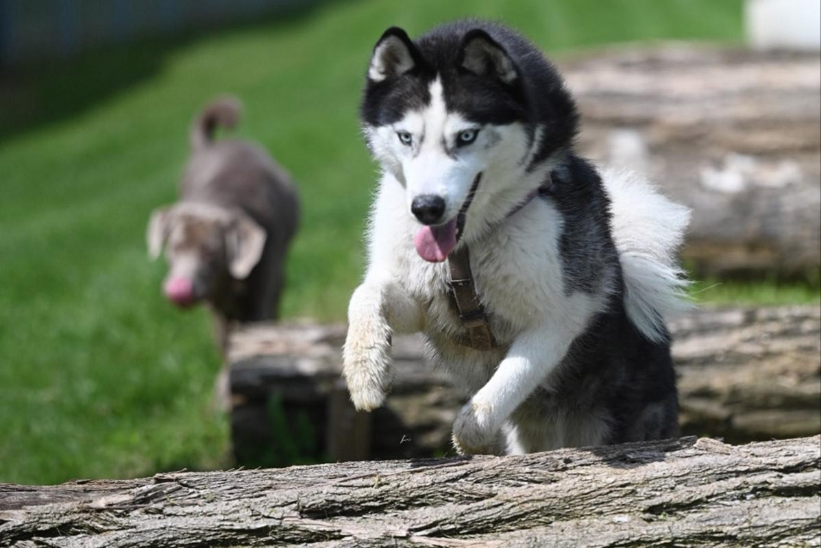 Husky springt über liegende Baumstämme