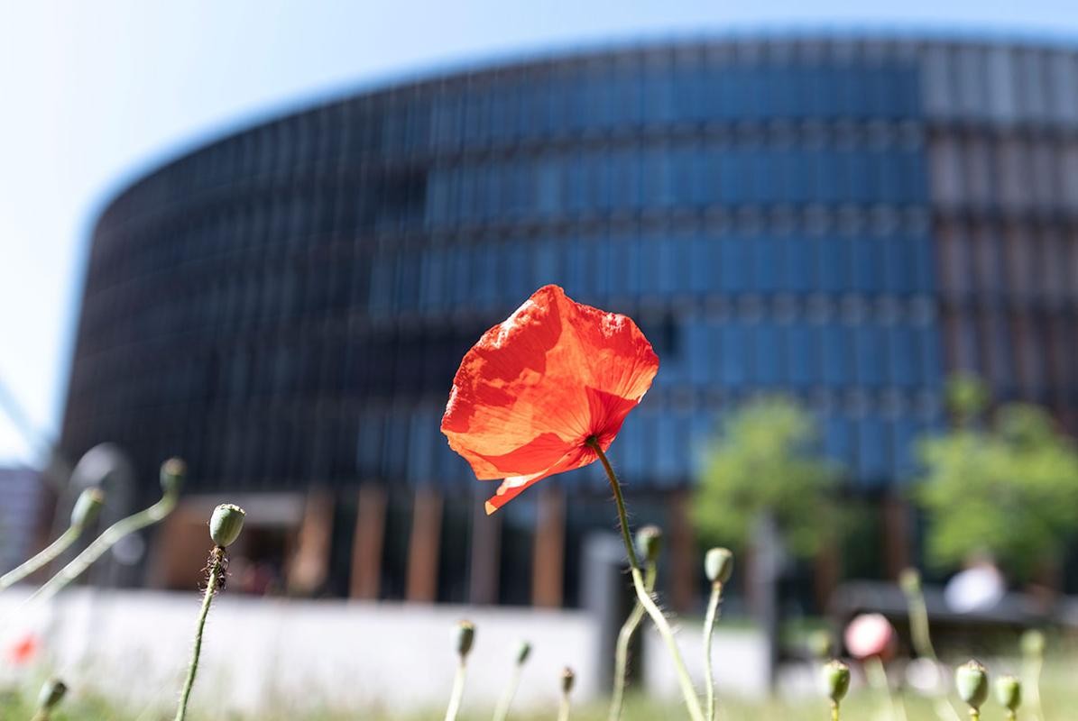 Rathaus  im Stühlinger, im Vordergrund eine Mohnblume