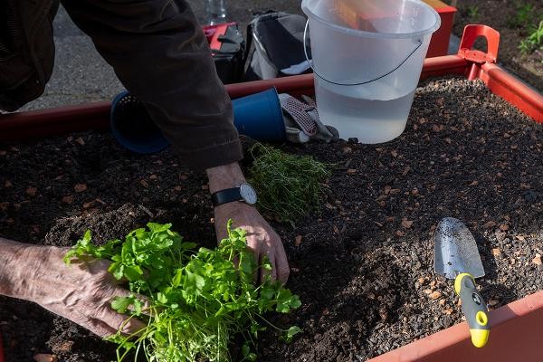 Person pflanzt Gemüse ein 