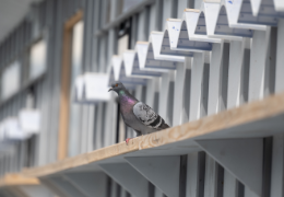 Eine Taube sitzt auf demVorsprung eines Taubenhauses