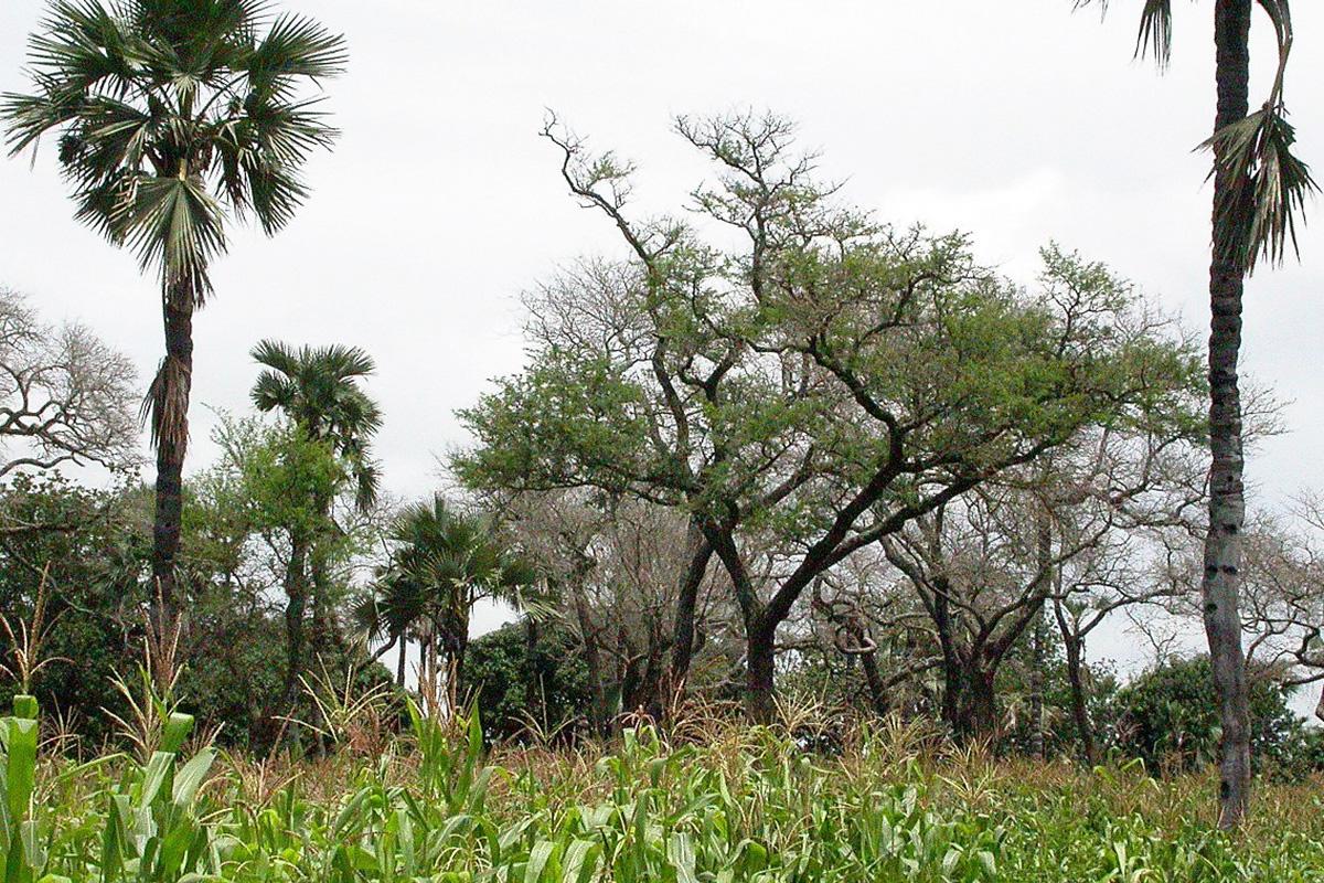 Agroforstsystem in Burkina Faso mit Mais und Palmen