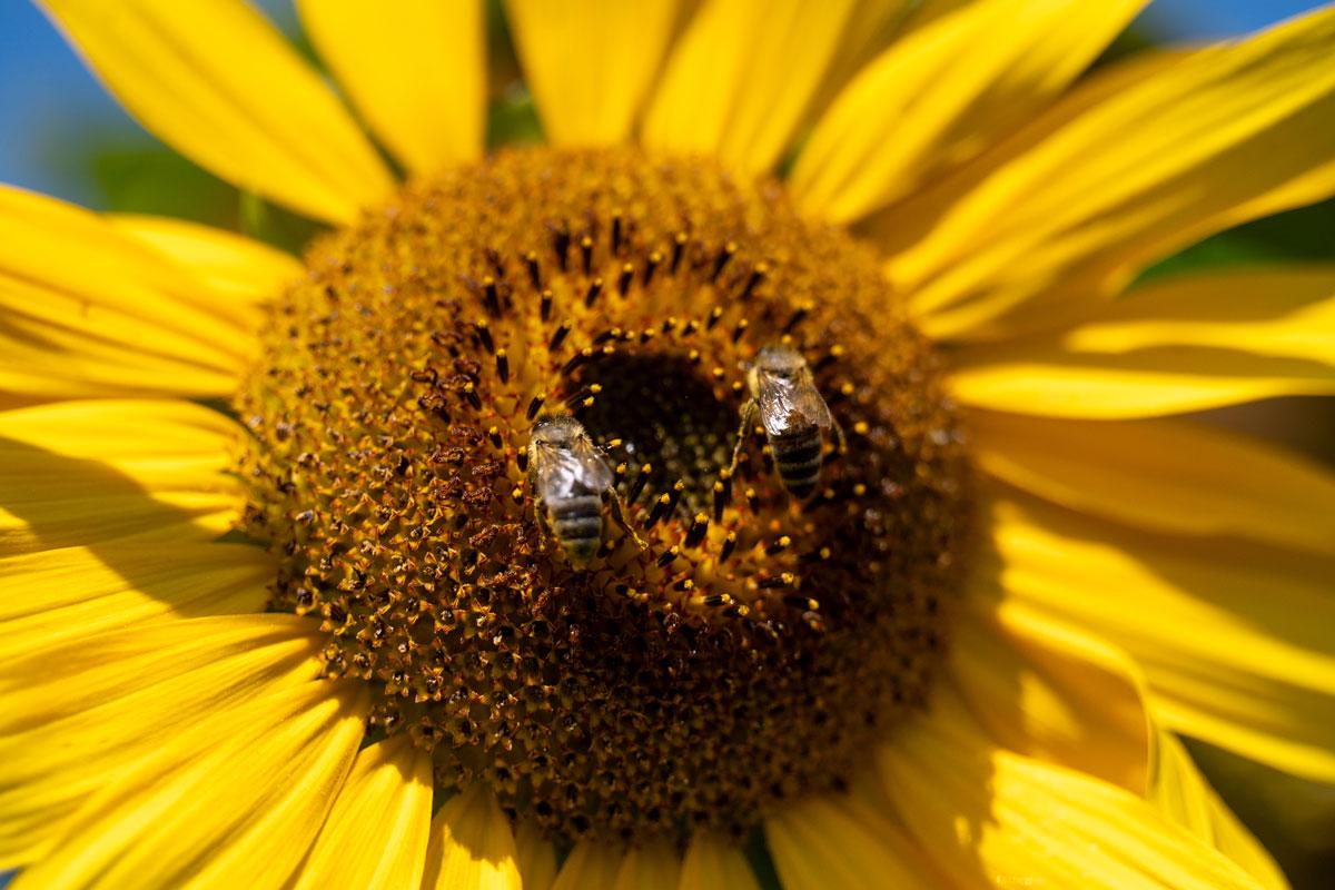 Sonnenblume auf der zwei Bienen sitzen