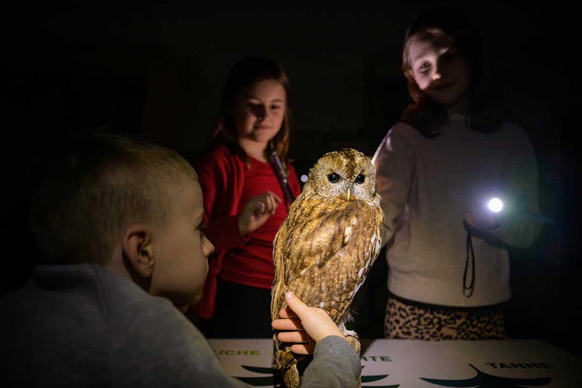 3 Kinder mit Taschenlampe beleuchten ausgestopfte Eule