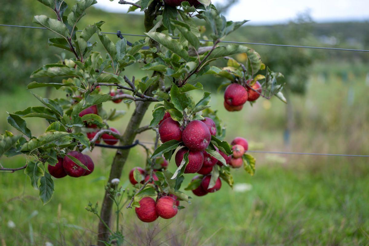 Apfelbaum mit roten Äpfeln