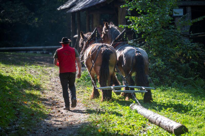 Zwei Rückepferde ziehen einen Holzstamm
