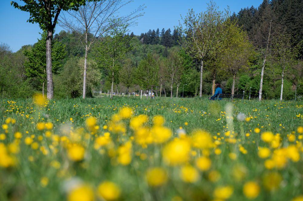 Wiese