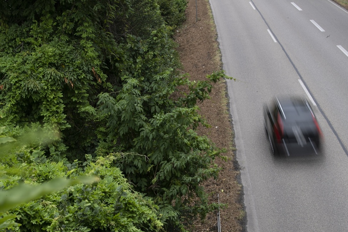 Ein Auto fährt an einem Waldrand.