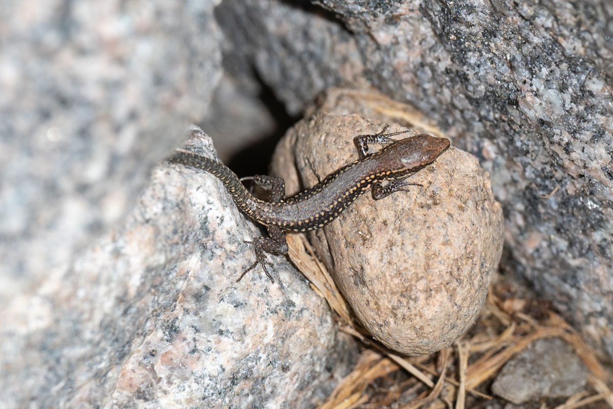 Braune Eidechse sitzt auf Steinen