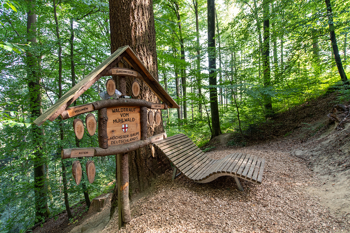 Liegebank und Erklärtafel unter einer Douglasie