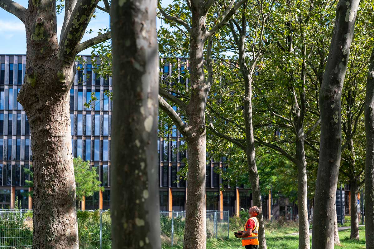 Mann in Warnweste überprüft Bäume