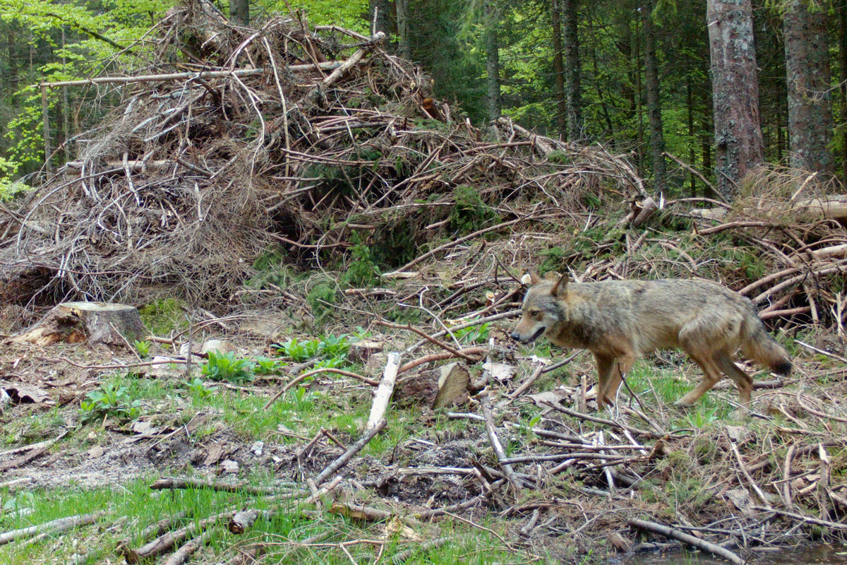 Wolf in einem Wald
