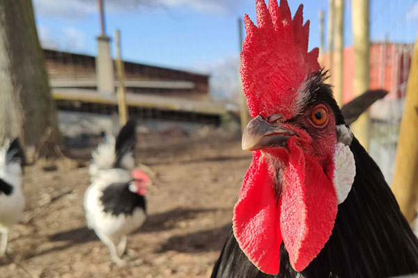 Schwarzer Hahn mit rotem Kamm 