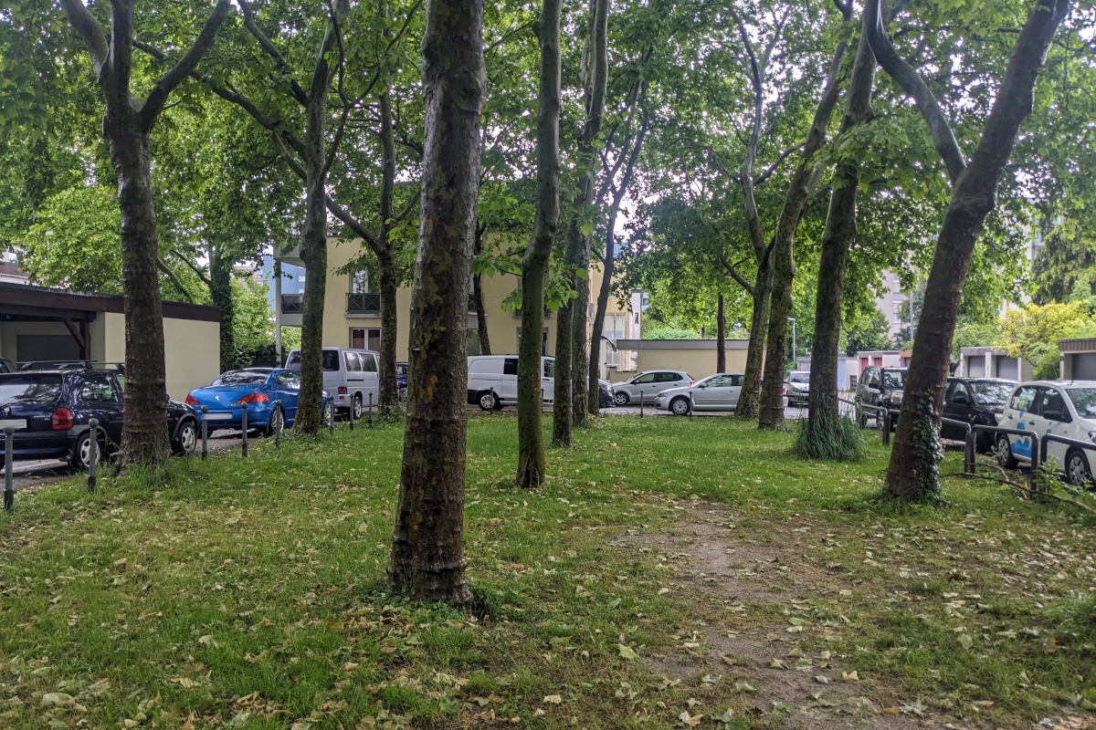 Platanenhain