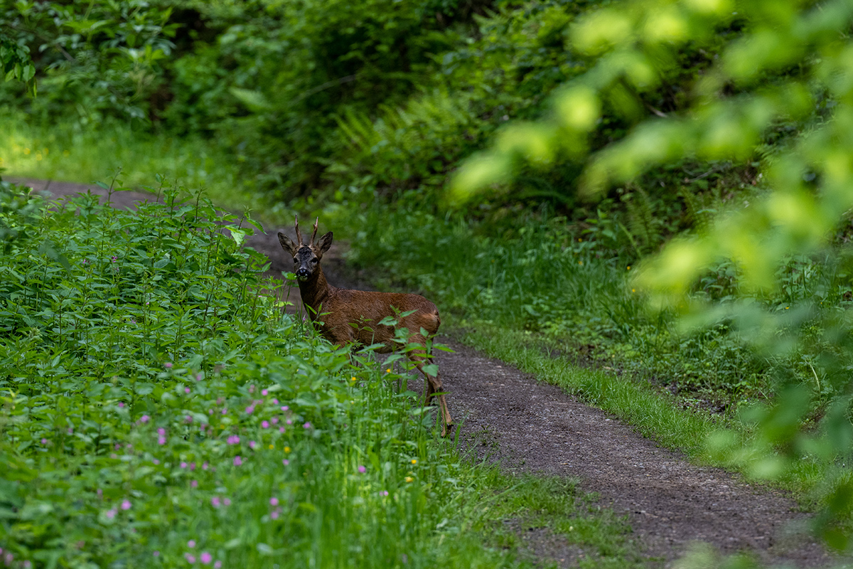 Reh auf einem Waldweg