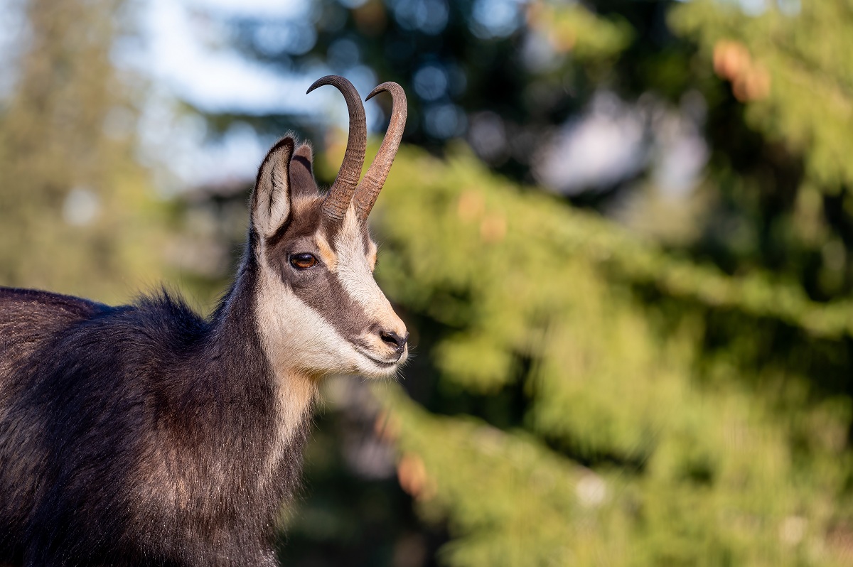 Gams in der Natur