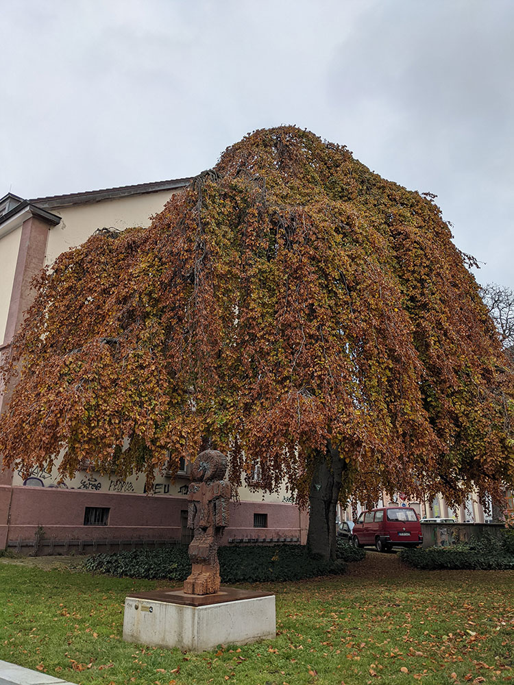 Hängebuche im Sedanquartier. Im Vordergrund Skulptur Kaichina Doll von Peter Zimmermann