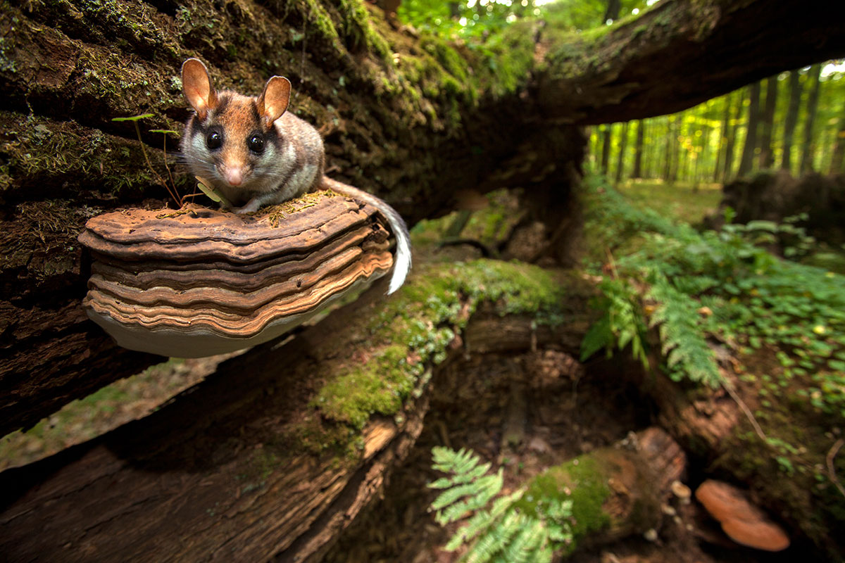 Siebenschläfer im Wald