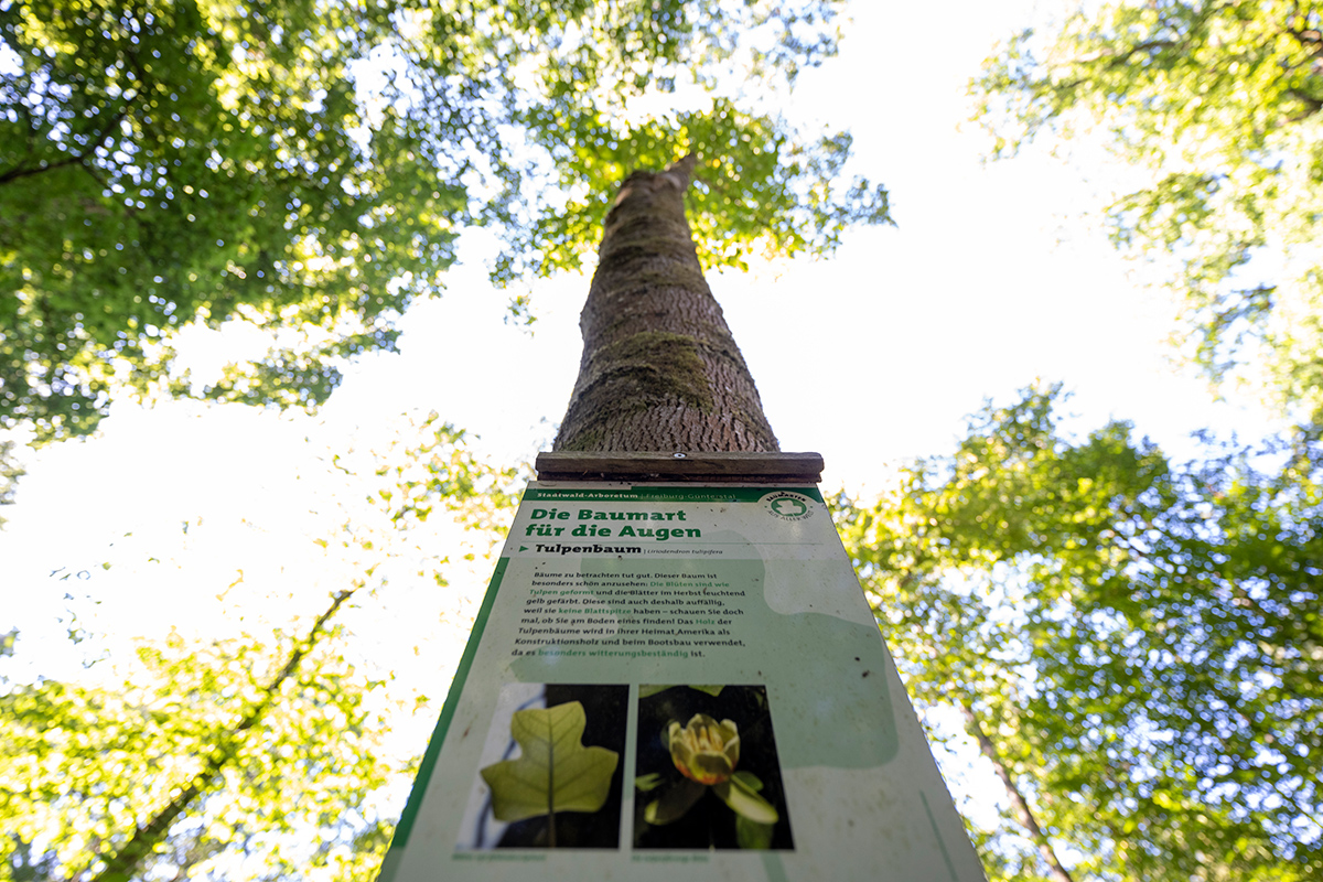 Baum mit Hinweisschild "Die Baumart für die Augen: Tulpenbaum"