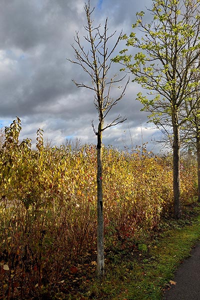 abgestorbener kleiner Baum in Baumreihe
