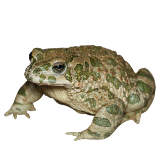 Wechselkröte