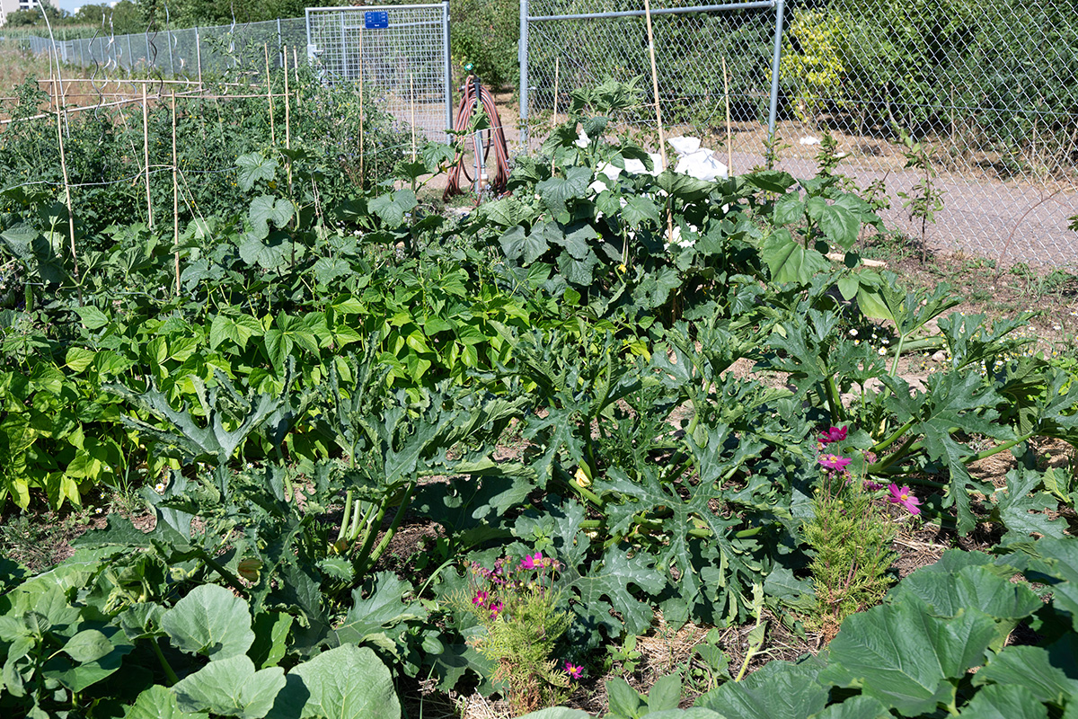 Gemeinschaftgarten mit verschiedenen Gemüsesorten