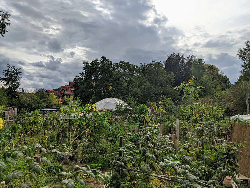 Ein Garten mit vielen verschiedenen Pflanzen und einer Gebäudekuppel im Hintergrund