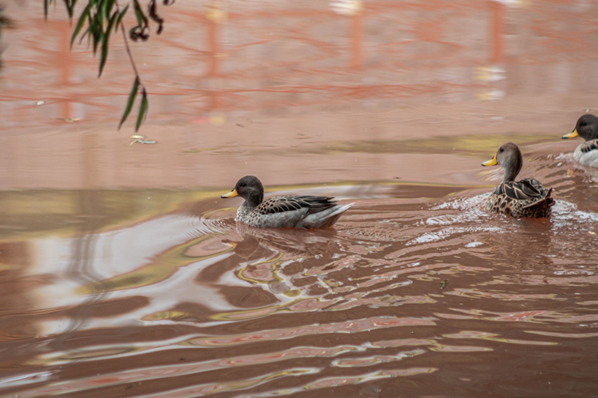 Menschengruppe mit Warnwesten beim Müllsammeln in einem Park