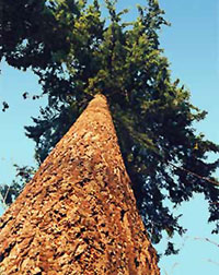 Douglasie (Pseudotsuga menzisii)