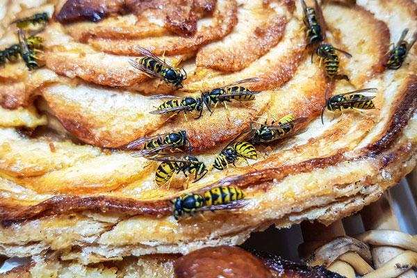 Wespen auf süßem Gebäck