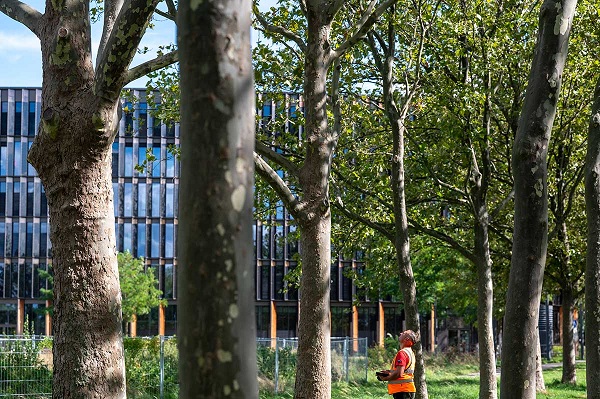 Baumkontrolleur überprüft Stadtbäume