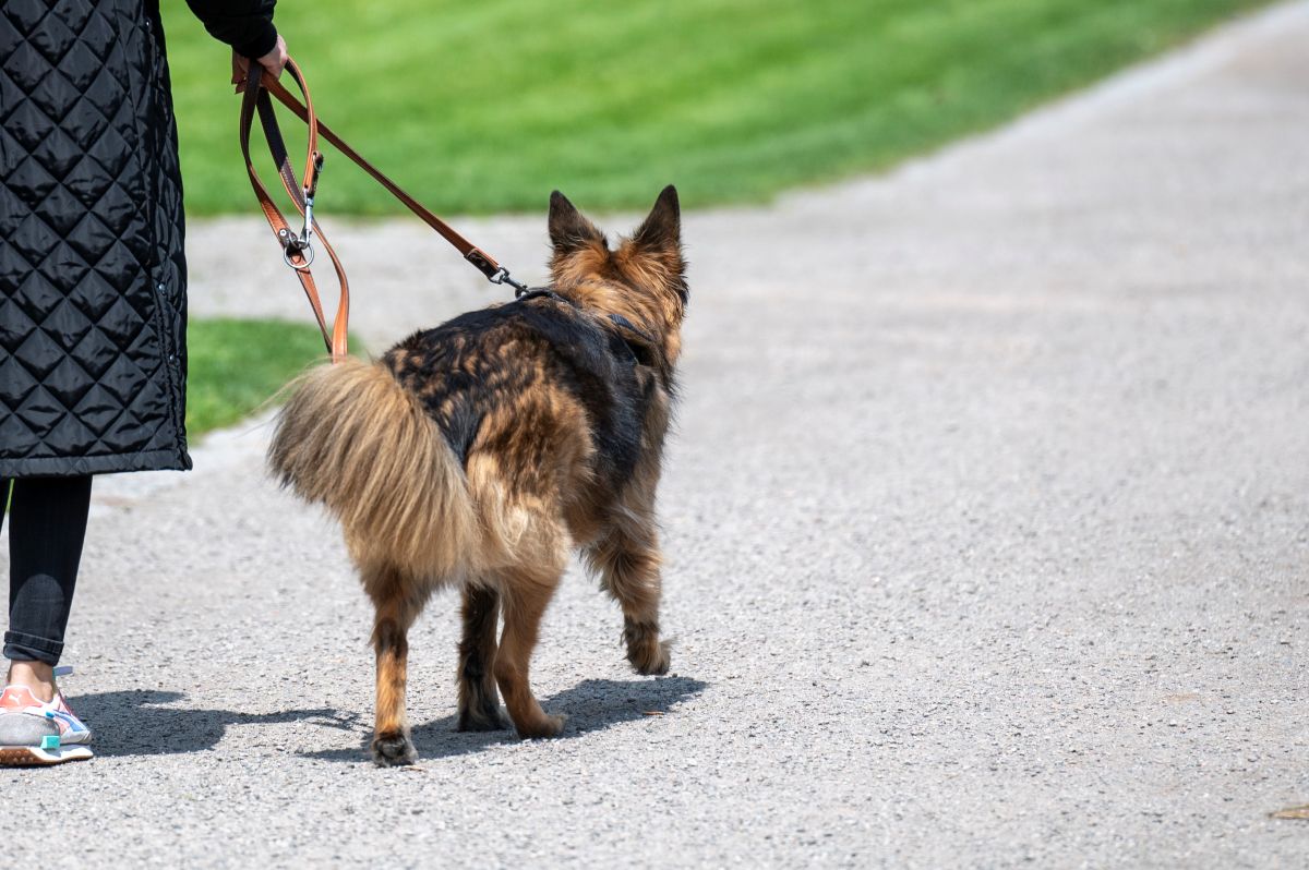 Schäferhund an der Leine