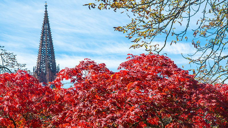 Münsteransicht, im Vordergrund rote Herbstblätter