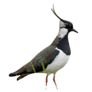 Kiebitz