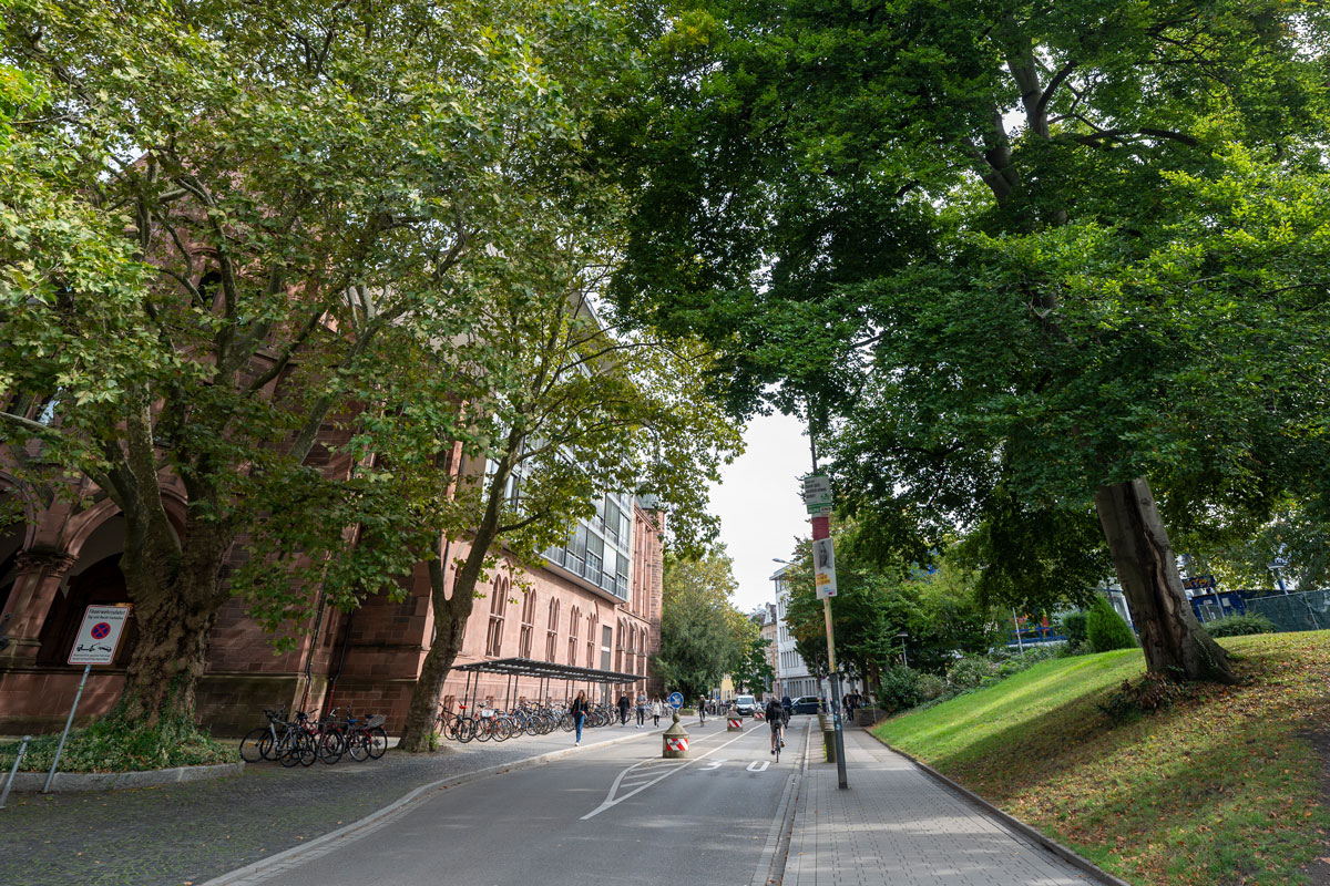Rempartstraße im Sommer, Bäume