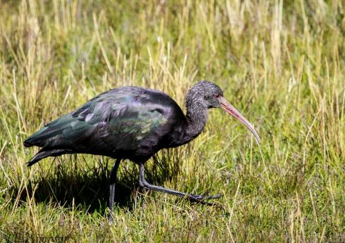 Ein schwarzer Vogel im Gras