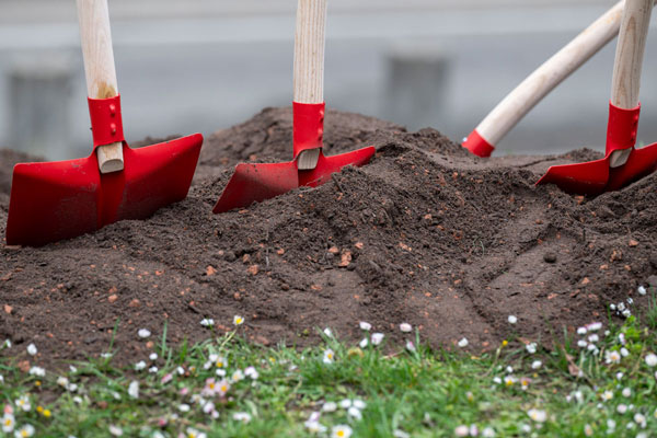 Mehrere Schaufeln stecken in der Erde