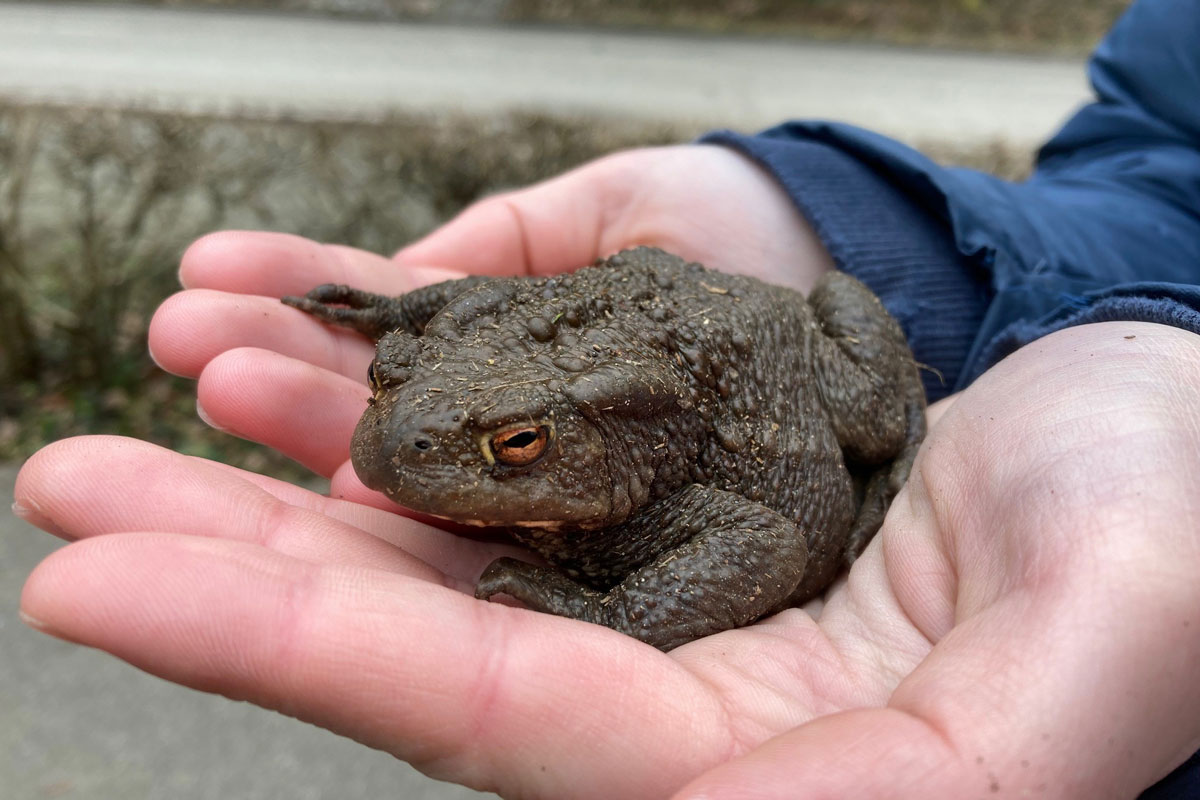Kröte in menschlichen Händen