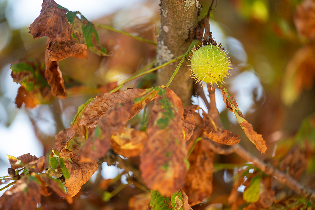 Leafs of a Horse Chestnut Tree
