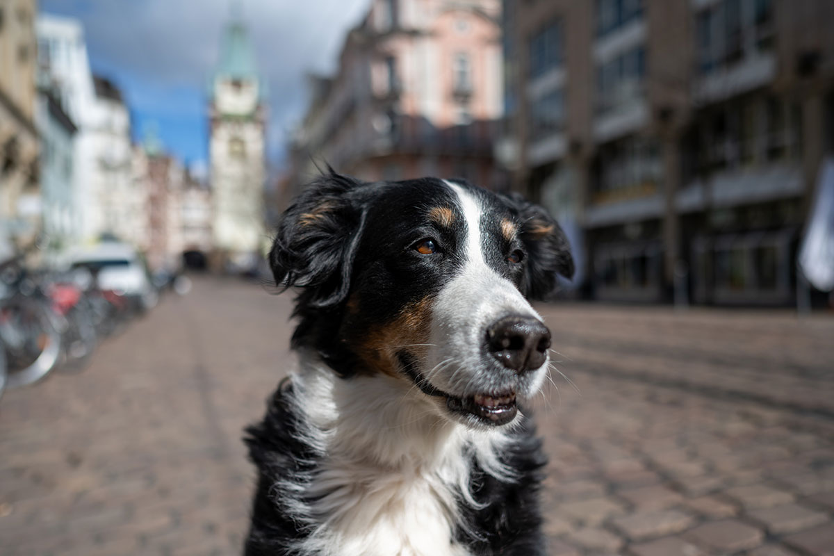 Ein Hund in der Kaiser-Joseph-Straße vor dem Martinstor