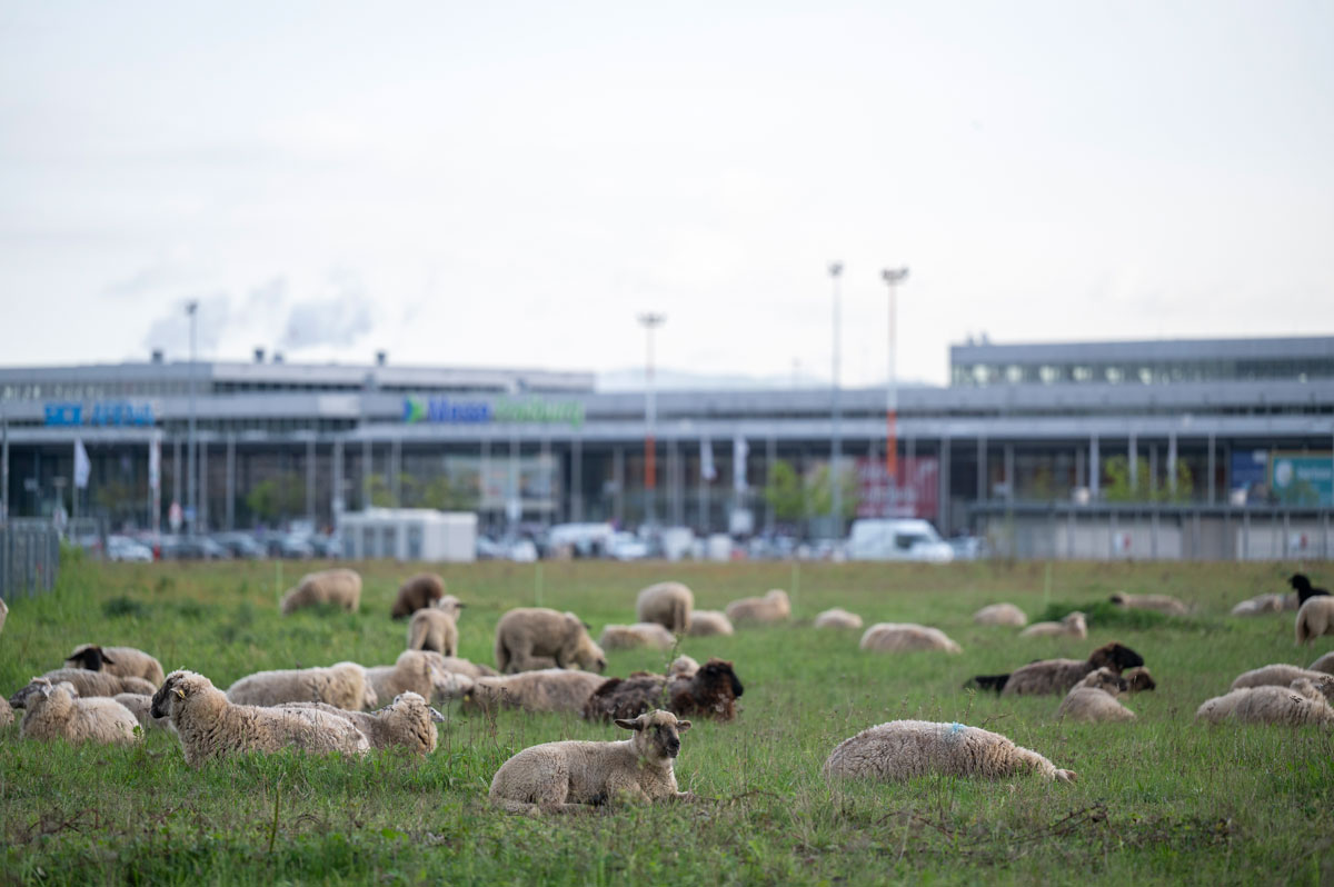 Schafe weiden auf einer Wiese an der Messe