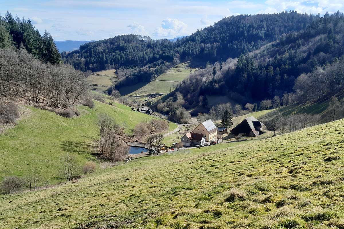 Schwarzwaldhof mit Wiesen und Wald