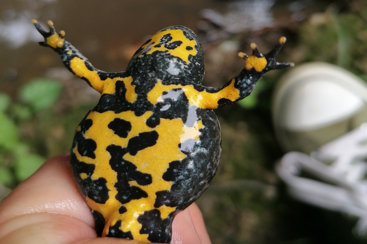 Eine gelbschwarze Unterseite der Gelbbauchunke.