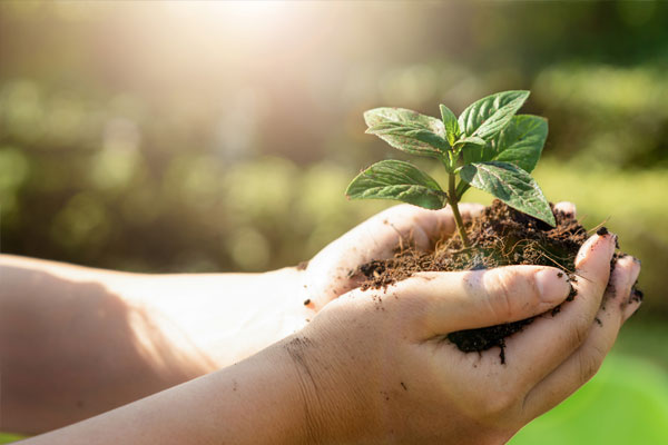 Mensch hält kleinen Setzling in beiden Händen